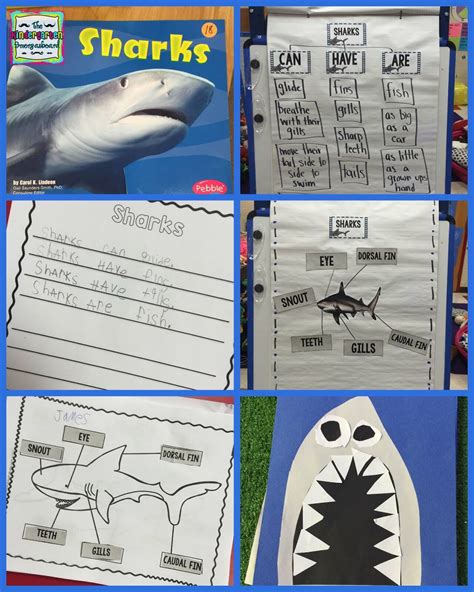 sharks freebies.
